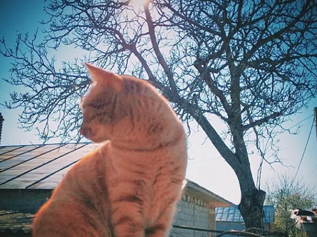 Unconscious and Non-responsive Brain State