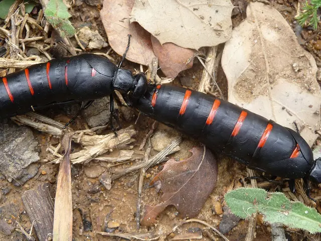 Maintaining Full-Flavor and Vibrancy in Winter Basil: Essential Preservation Techniques