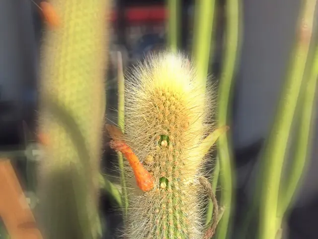 Houseplant Color Combinations: Unveiling the Secrets of Harmonizing Color Theory with Your Plant...