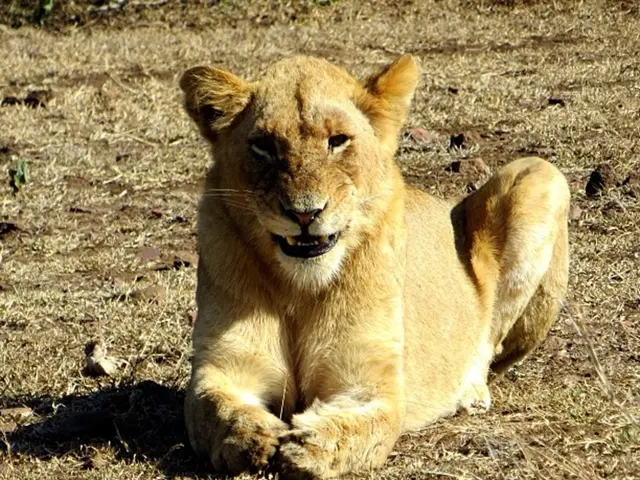 Unique and Powerful Lion Names: A Collection of Strong, Unique, and Humorous Suggestions