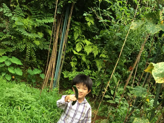 Determining the Best Moment to Pluck Cucumbers: An Explanation of Ideal Harvest Time