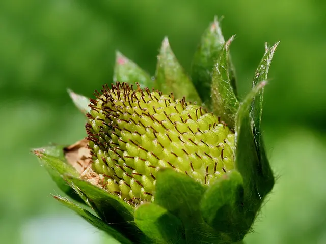 If the orchid blooms have wilted, should you cut the stalk away?