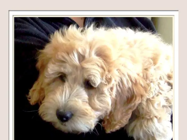 Dogs offer more relaxation benefits compared to human friends