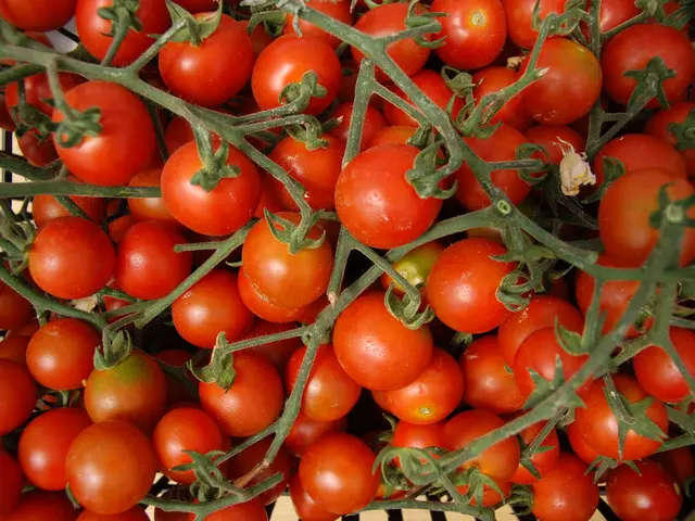 Comprehensive Steps for Cultivating Tomatoes Within Your Home