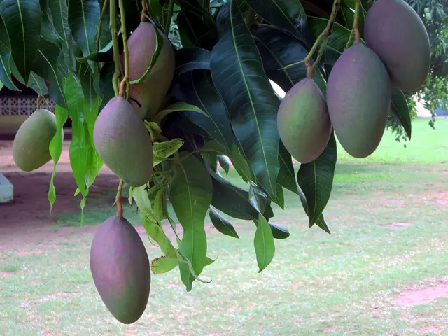 Mango Orchard in Chengalpattu Offers New Ownership Opportunities without Charges for Sign-Up