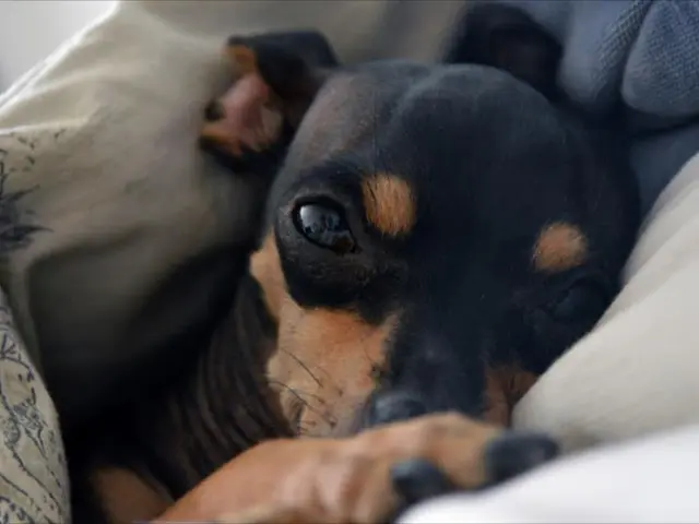 Most Frequently Preferred Breeds in Canine Television Shows