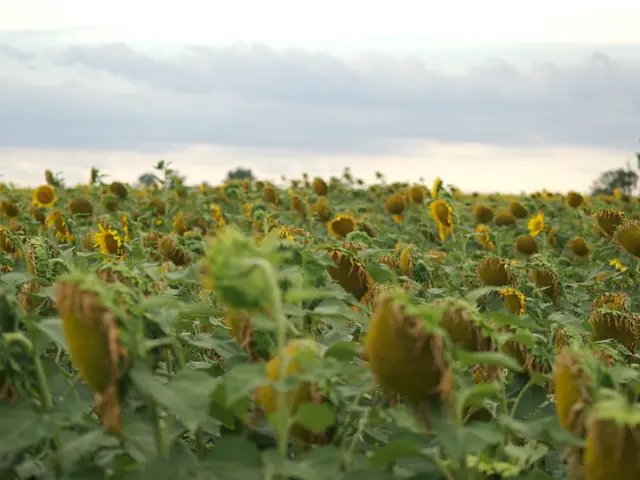 Snappers have sown sunflowers in a meadow close to Mogilev - picture