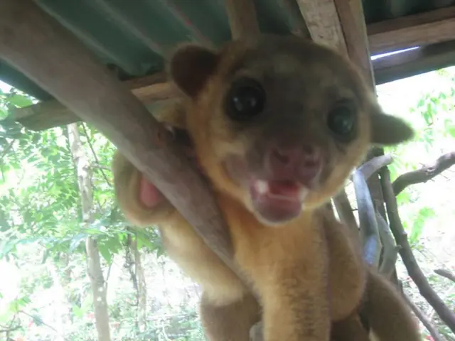 Friends commemorate the tenth anniversary of Fellfriends in Solingen