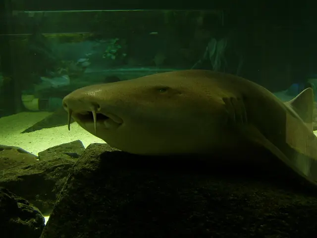 Testing Aquarium Water Quality: Identifying Essential Parameters For Fish-Only and Reef Aquariums