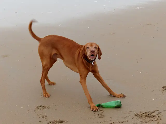 Top Notch American Coastal Spots Perfect for Canine Frolic