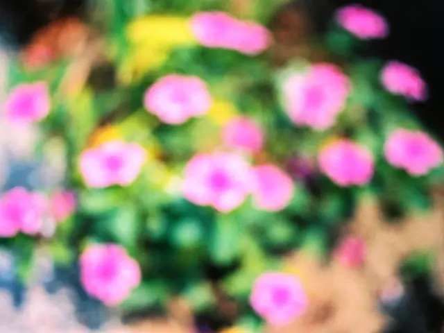 Houseplant Guidance: Growing Dracaena fragrans (Fragrant Corn Plant)