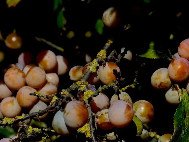 Guidelines for Cultivating Grape Hyacinth (Muscari)