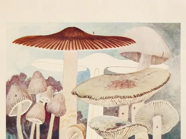 In two days, a Belarusian collected an impressive 100 kilograms of foxes, but now appeals for...