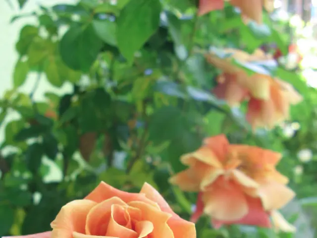 Extending Rose Bloom Duration: Strategies for Maintaining Blooms in Warm Weather Conditions