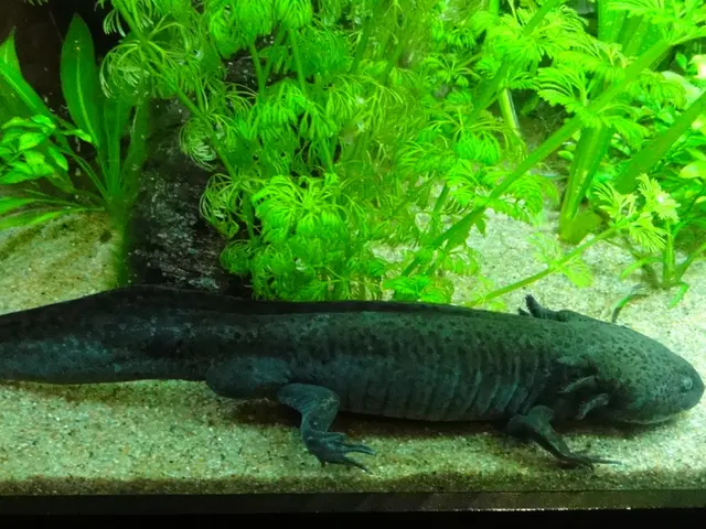 Multi-hued railway system unveiled