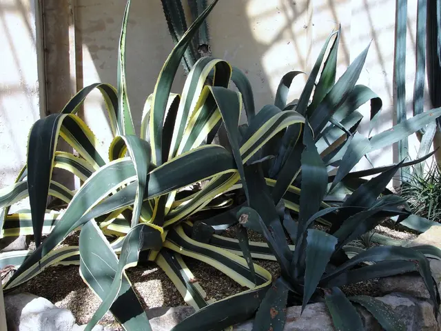 Could a Petite Pineapple Contribute to Reducing Food Surplus?