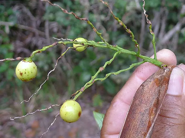 Cultivating Plants: Mastering Soil Methods for Gardening Enthusiasts