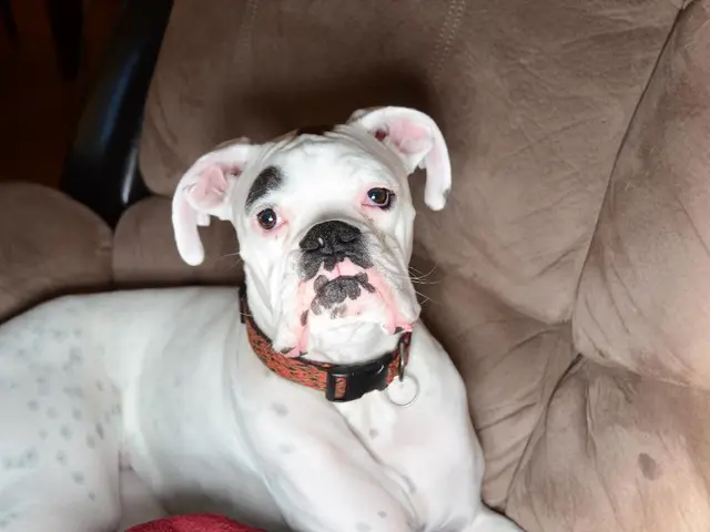 Tricks for Eliminating Persistent Stains from Your Vehicle's Upholstery