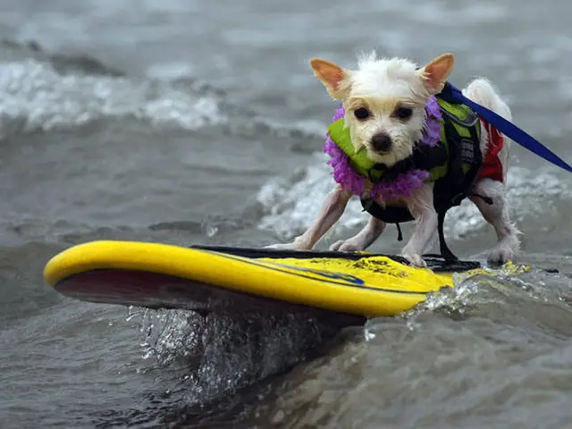 Dog swimming season will conclude on September 7th, allowing canines to enjoy the refreshing water...