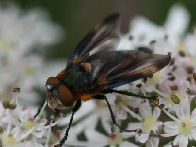 topspieced fly repellents for equines, authentic endorsements from genuine horse owners