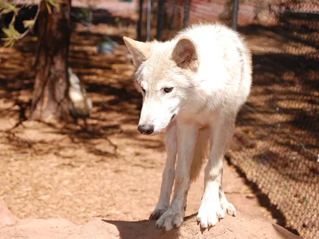 Unveiling the Potential Risks of Using Invisible Dog Fences