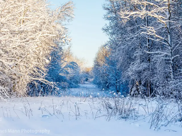 Transformed winter wonderland of a frost-coated garden