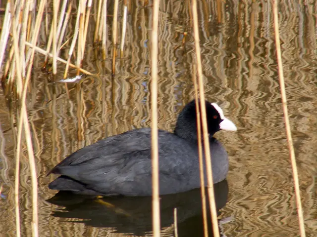 Strategies for eradicating equine-tail plant from gardens - learn the most effective methods to...