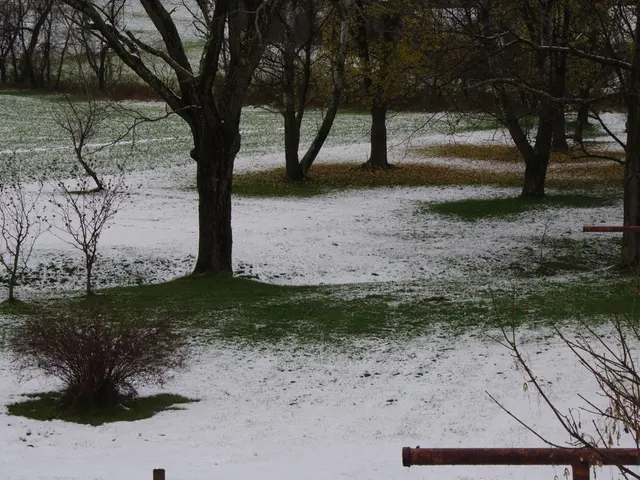 Making Use of Abundant Tomatoes: Ideas and Recipes!