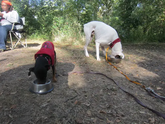 Temple in Kerala Honors Canines with Religious Rituals