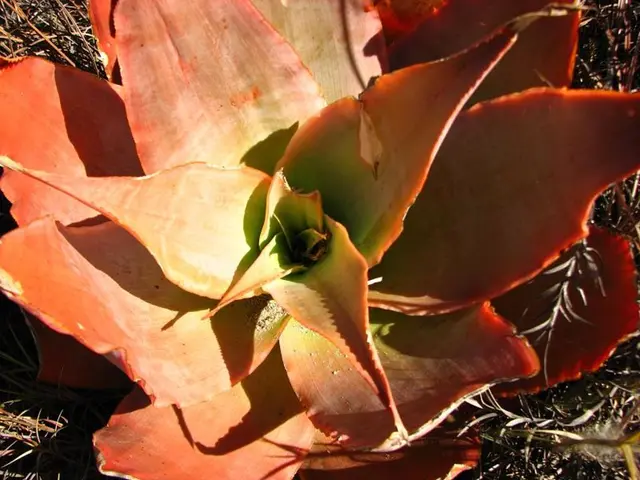 Eliminating Bahiagrass from Your Lawn - Strategies for Bahiagrass Eradication