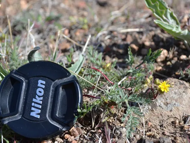 Exploring Windmill Grass: Uncover Essential Facts, plus Tips for Effective Management