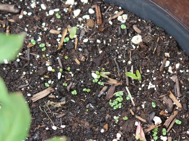 Guide to Preparing Soil for a Planter: Follow These Steps