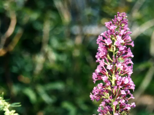 Migratory Monarch Butterflies: Understanding the Long-Lived Generation and Steps for Aiding Their...
