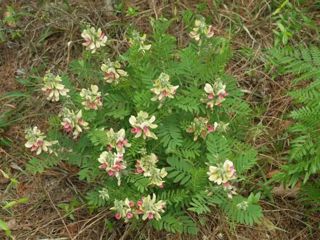 Soil-less Survival: Thriving Air Plants with Unique Characteristics