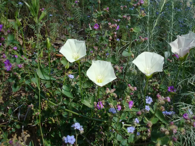 Alternative Vegetation in South Dakota: Replace 11 Invasive Species with 22 Native Plants