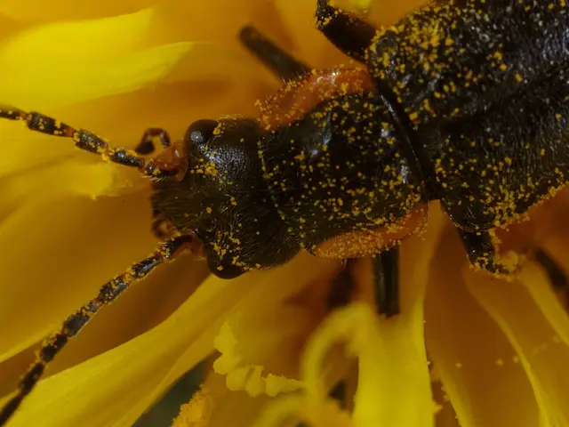 Effective Eco-Friendly Pest Management Techniques