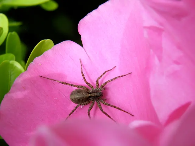 Autumn's Arrival Announced by the Blooming of Red Spider Lilies, Known as Higanbana