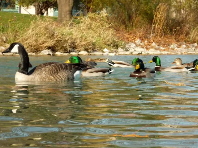 Struggle of an Icelandic Municipality to Protect Newborn Puffins