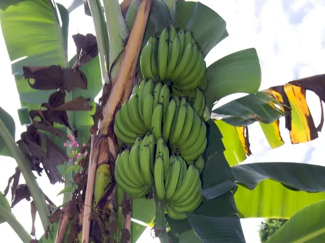 Elke Müller's Perennial Banana Farming: An Insight into Her Backyard Harvest