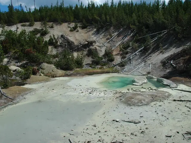 Water-Saving Flowering Trees Suitable for Drought-Prone Landscapes