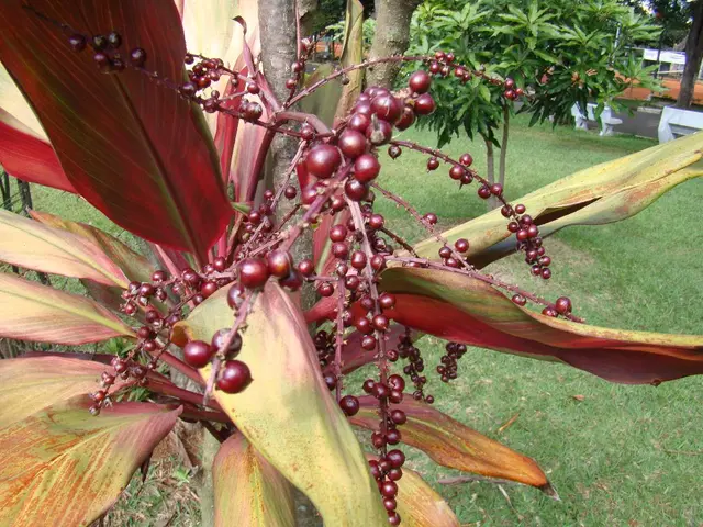 There is a plant with fruits on it. On the ground there is grass. In the back there are trees, road...