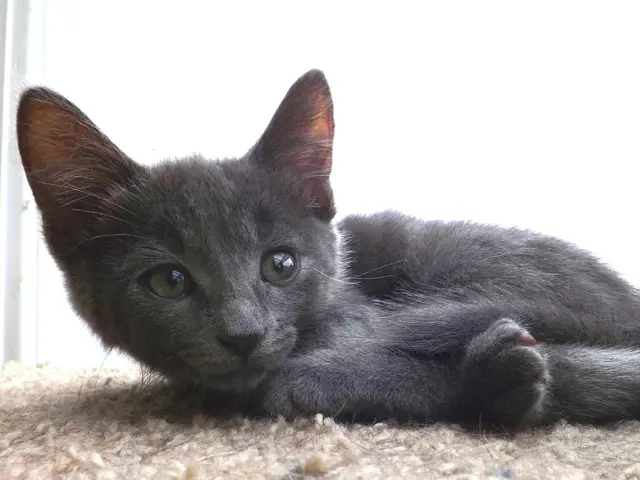 There is a black kitten and a white background.