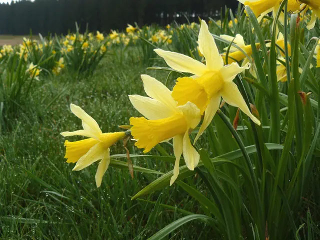 In this image there are flowers, plants, grass and trees.