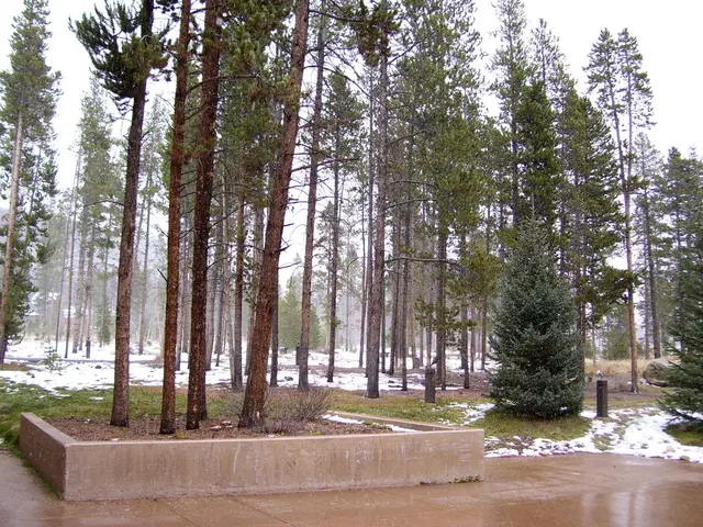 In this image I can see number of trees, grass and snow on ground.