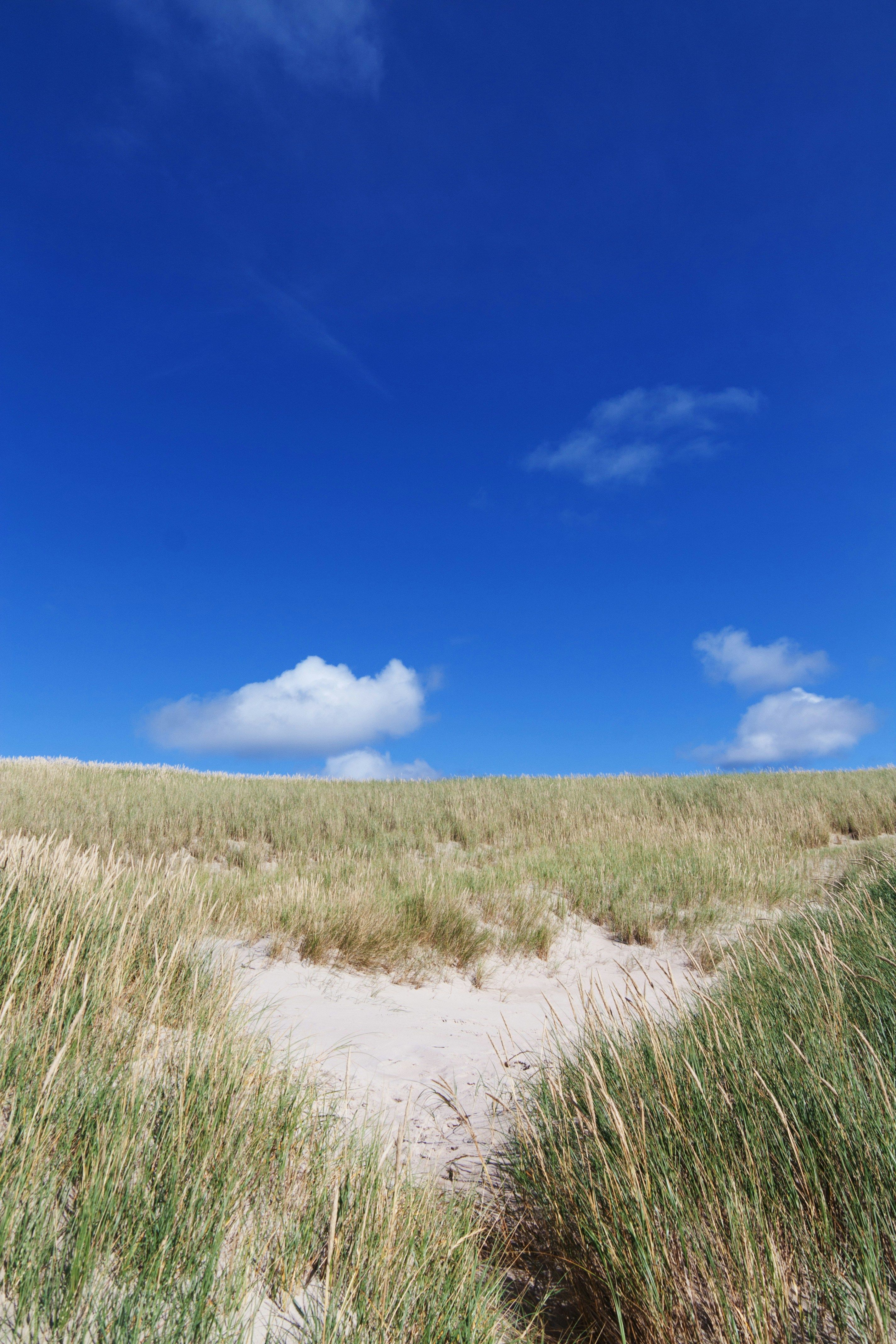 Camellia in Pillnitz was liberated from its glass winter enclosure, captured through photography.