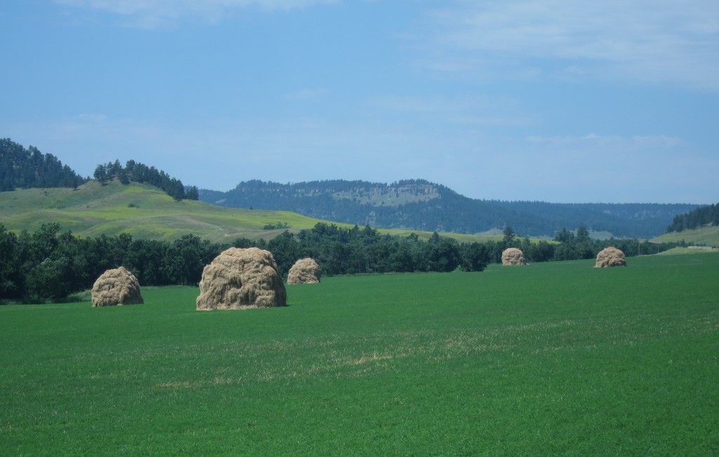 Visitor of an Unusual Kind: A Jackal Spotted on Sylt, Captured in a Photograph